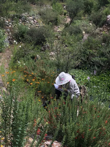 MEKSİKA'NIN ÖZETİ