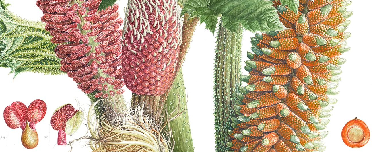 Gunnera tinctoriaSuluboya, 2026
42 x 30 cm (17″ x 12″)
©Kraliyet Edinburgh Botanik Bahçesi