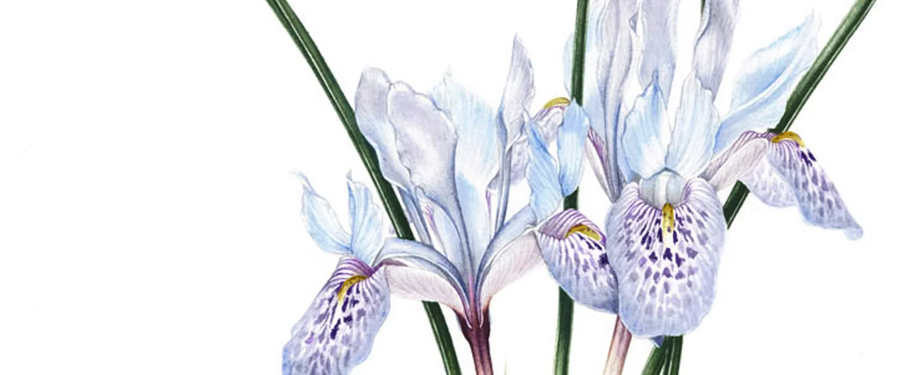 Iris histrioSuluboya, 2026
42 x 30 cm (16″ x 12″)

© Işık Güner