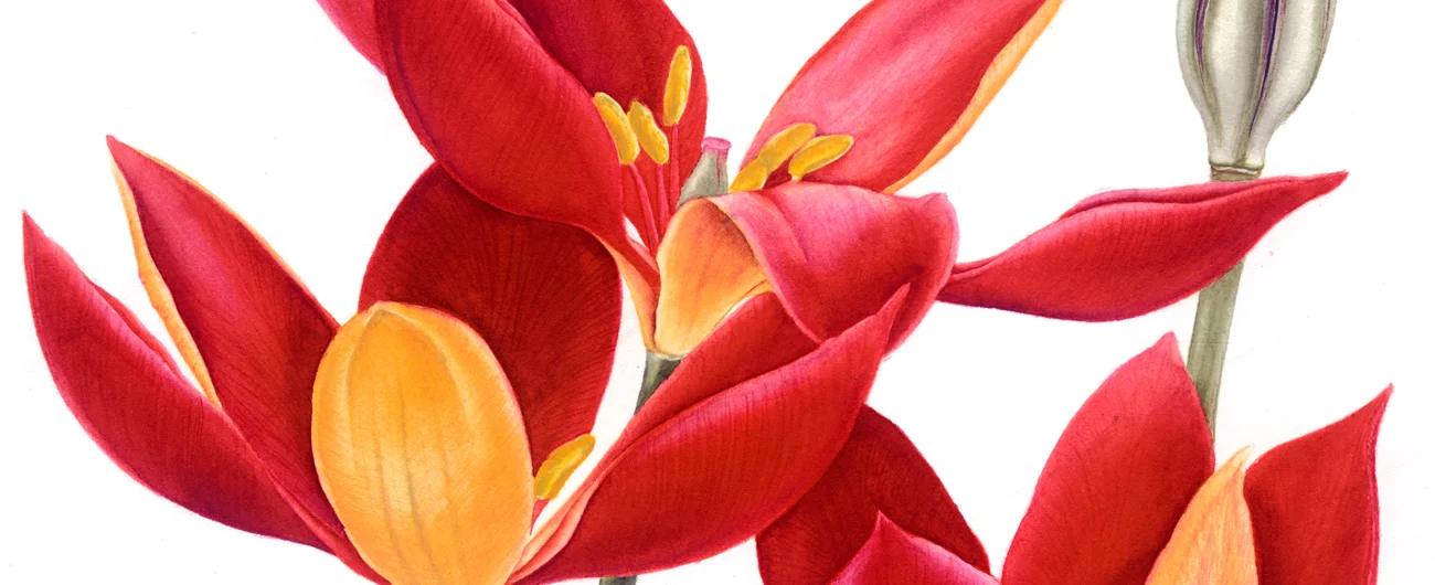 Tulipa sprengeriiSuluboya, 2026
29 x 40 cm (12″ x 16″)

© Işık Güner