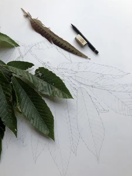 CASTANEA SATIVA