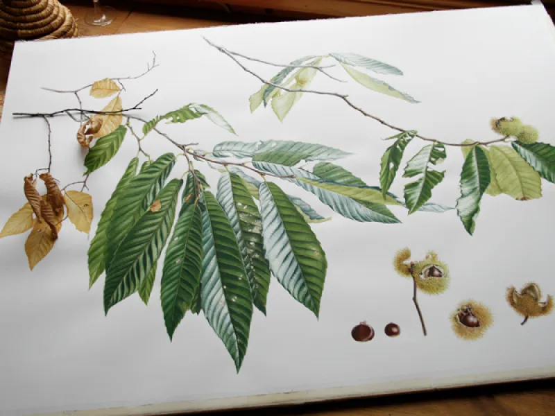 CASTANEA SATIVA