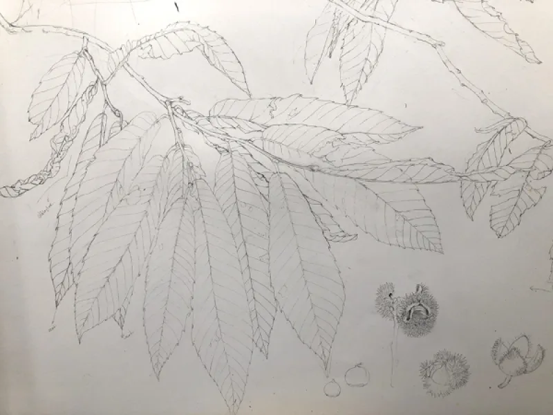 CASTANEA SATIVA