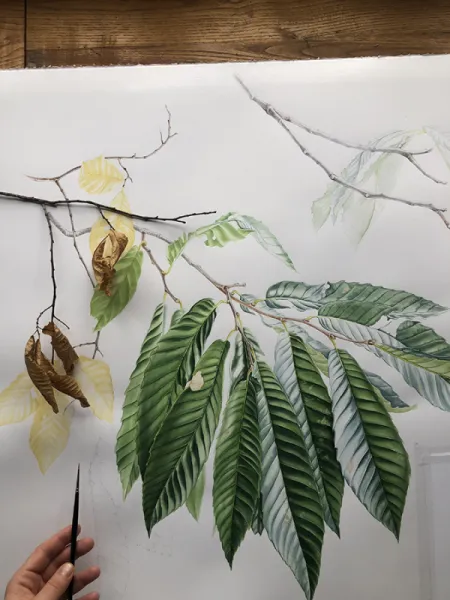 CASTANEA SATIVA