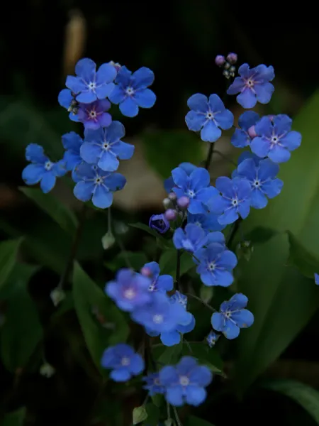 Küçük Mavi Kitap - Omphalodes cappodocica