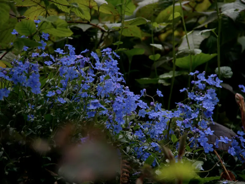 Küçük Mavi Kitap - Omphalodes cappodocica