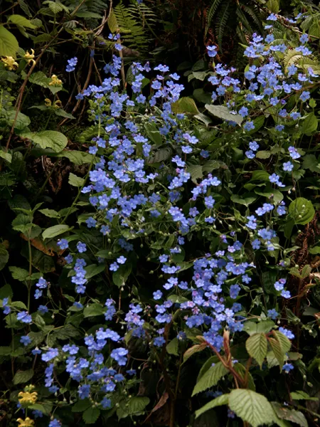 Küçük Mavi Kitap - Omphalodes cappodocica