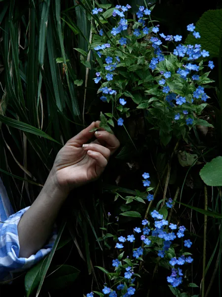 Küçük Mavi Kitap - Omphalodes cappodocica