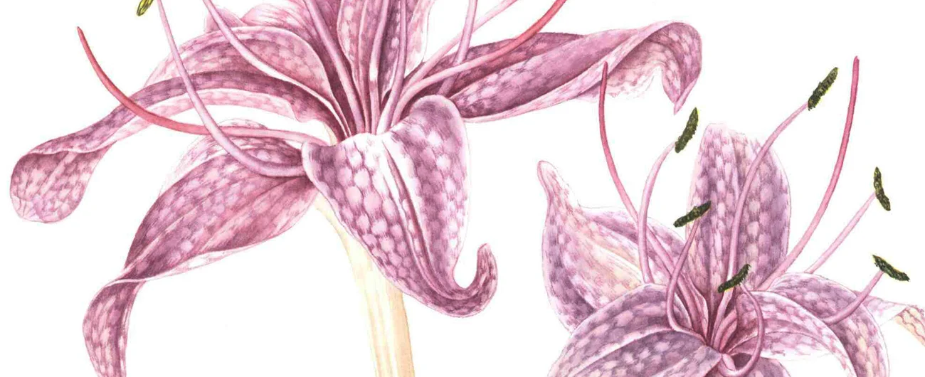 Colchicum variagatumSuluboya, 2026
30 x 21 cm (12″ x 8″)

© Işık Güner