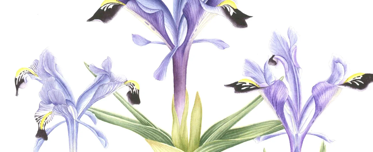 Iris stenophyllaSuluboya, 2026
30 x 21 cm (12″ x 8″)

© Işık Güner