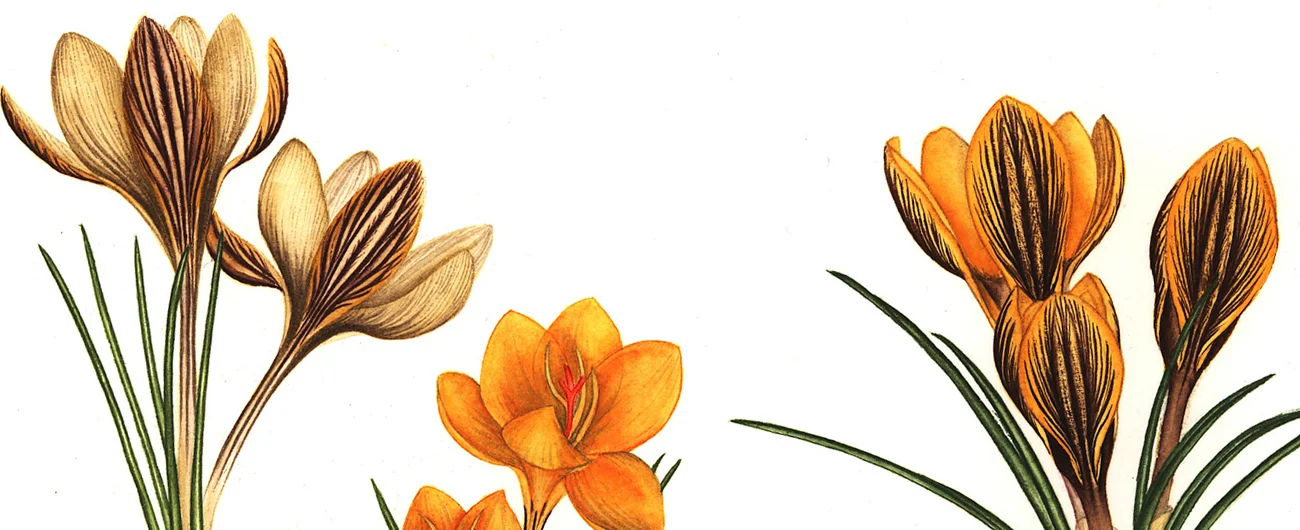 Crocus chrysanthus and biflorus ssp isauricusSuluboya, 2026
32 x 23 cm (12″ x 8″)

© Işık Güner