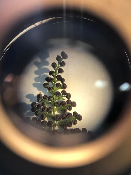 DEVASA BİR EĞRELTİ – Thyrsopteris elegans