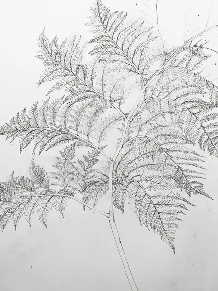 DEVASA BİR EĞRELTİ – Thyrsopteris elegans