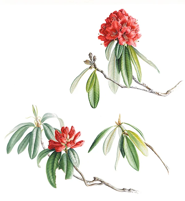 Rhododendron arboreumSuluboya, 202680 x 60 cm (31″ x 24″)© Işık Güner