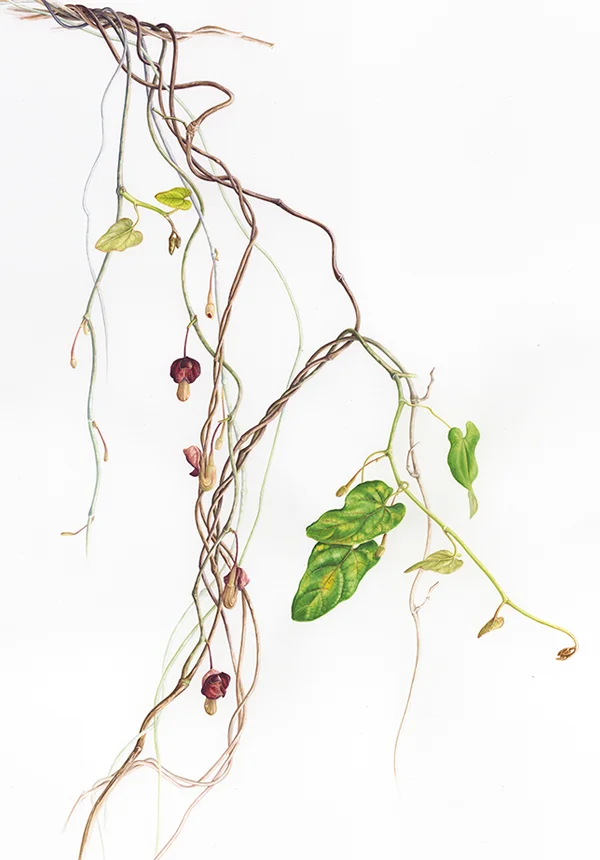 Aristolochia griffithiiSuluboya, 202680 x 60 cm (31″ x 24″)© Işık Güner
