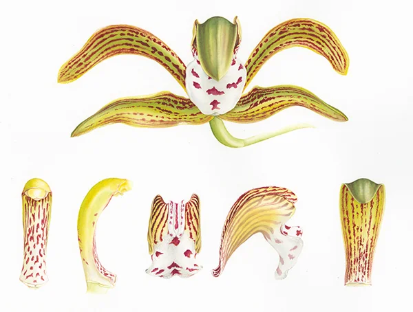 Cymbidium erythraeumSuluboya, 202630 x 42 cm (12″ x 17″)© Işık Güner