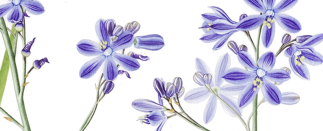 Pasithea caeruleaSuluboya, 2026
42 x 30 cm (17″ x 12″)
©Kraliyet Edinburgh Botanik Bahçesi