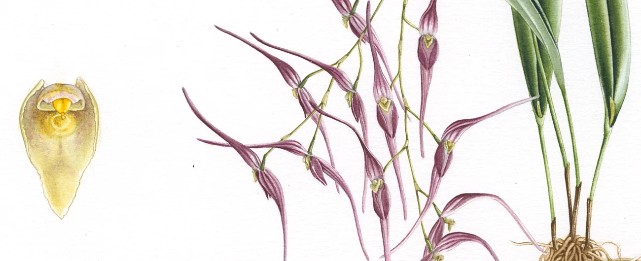 Pleurothallis sp.Suluboya, 2026
21 x 28 cm (8.5″ x 11″)
© Işık Güner