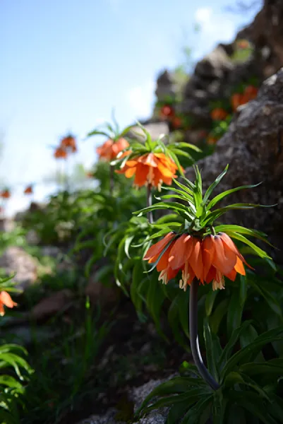 Sason’a Dönüş - Fritillaria imperialis