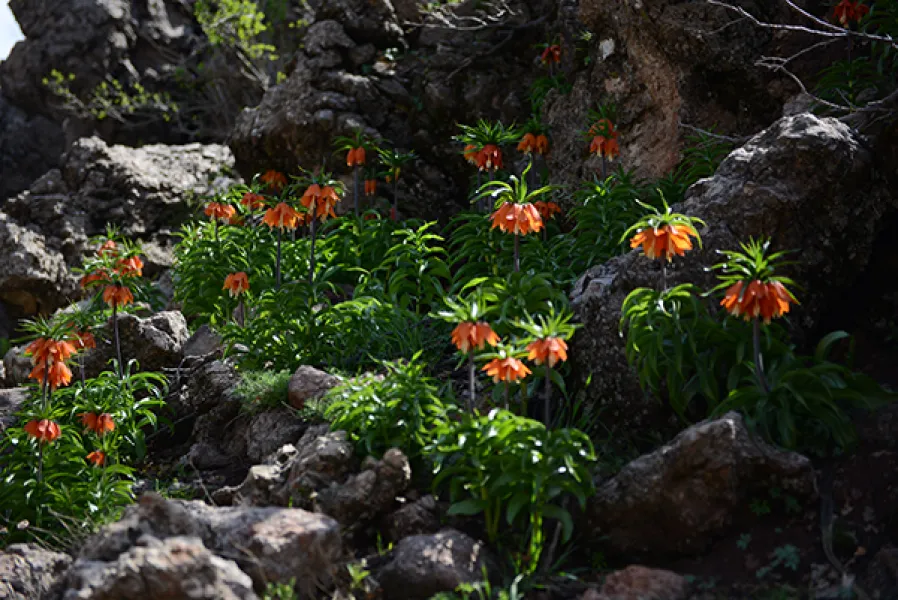 Sason’a Dönüş - Fritillaria imperialis