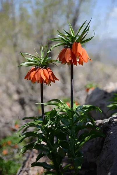 Sason’a Dönüş - Fritillaria imperialis