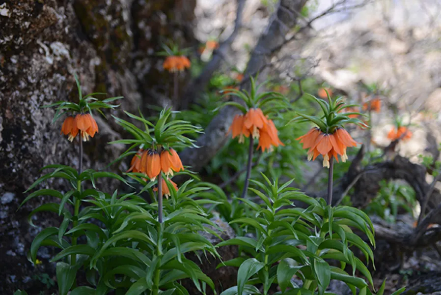 Sason’a Dönüş - Fritillaria imperialis