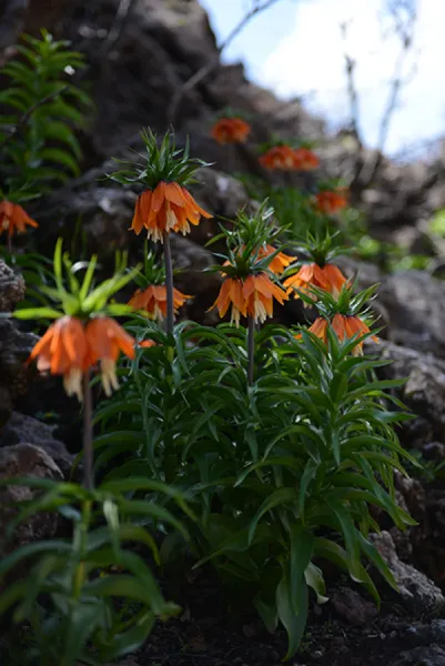 Sason’a Dönüş - Fritillaria imperialis