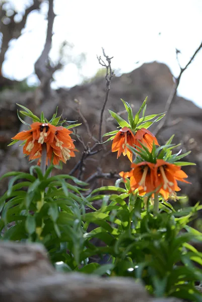 Sason’a Dönüş - Fritillaria imperialis