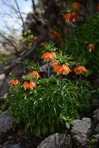 Sason’a Dönüş - Fritillaria imperialis