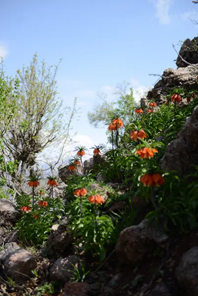 Sason’a Dönüş - Fritillaria imperialis