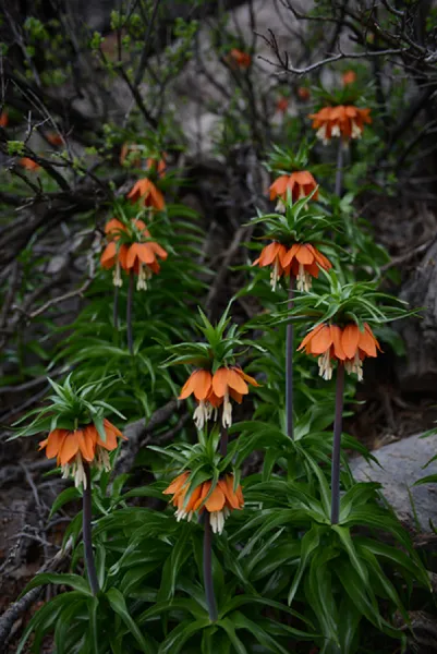 Sason’a Dönüş - Fritillaria imperialis