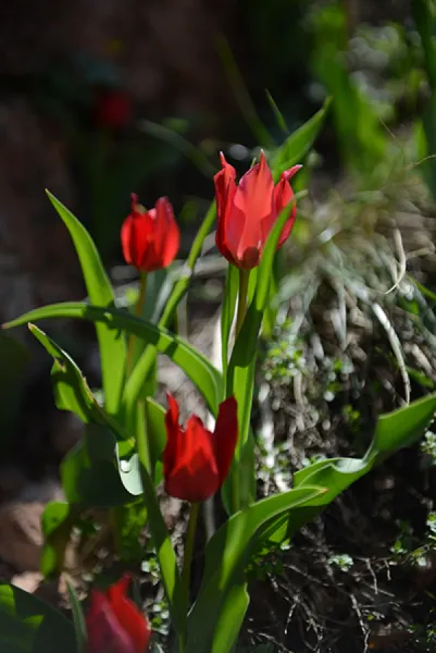 Sason’a Dönüş - Fritillaria imperialis