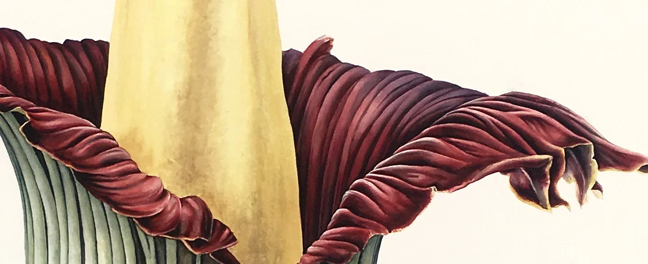 Titan arum triptychSuluboya, 2026
260 x 100 cm (110″ x 40″)
