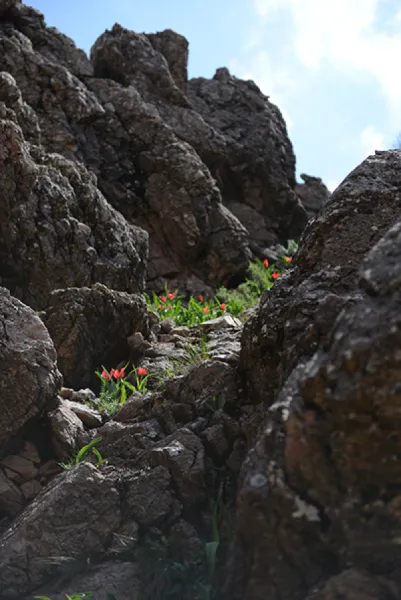Sason’a Dönüş - Fritillaria imperialis