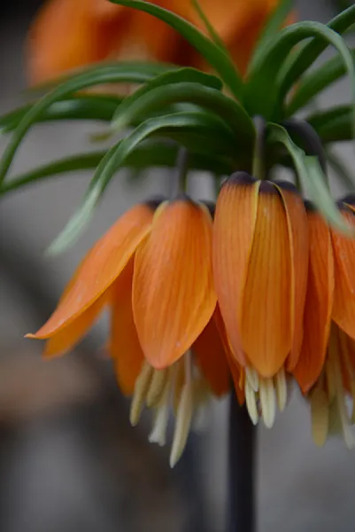 Sason’a Dönüş - Fritillaria imperialis