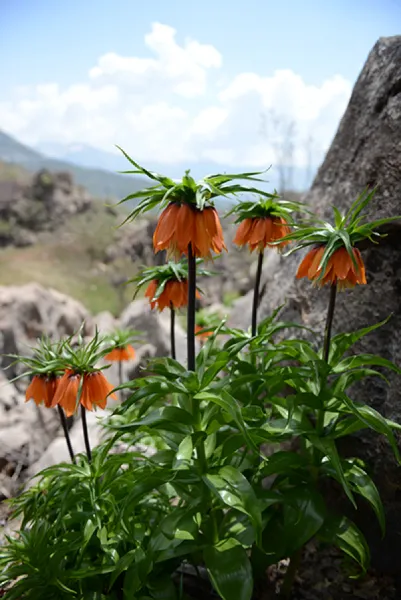 Sason’a Dönüş - Fritillaria imperialis