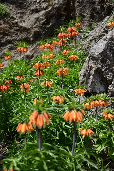 Sason’a Dönüş - Fritillaria imperialis