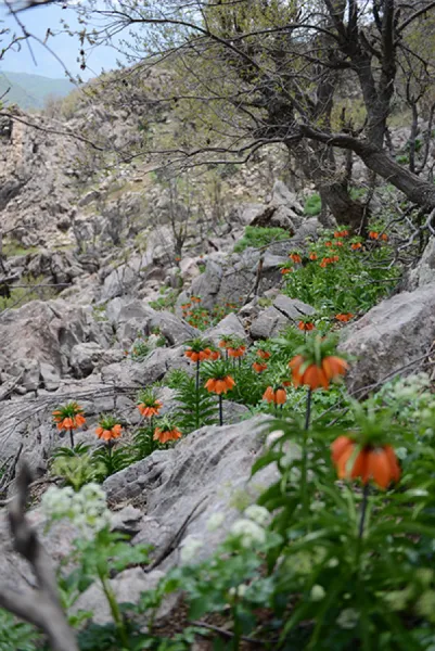 Sason’a Dönüş - Fritillaria imperialis