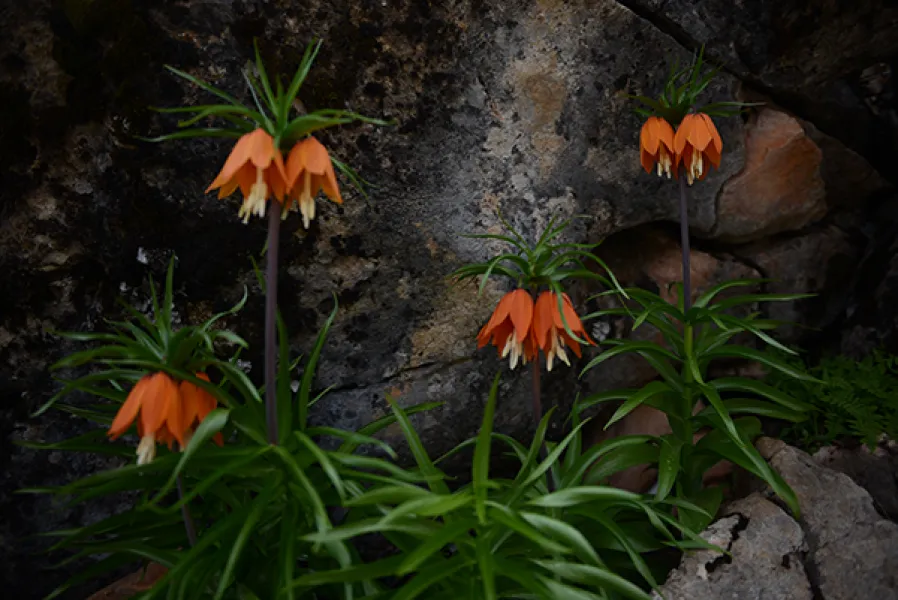 Sason’a Dönüş - Fritillaria imperialis