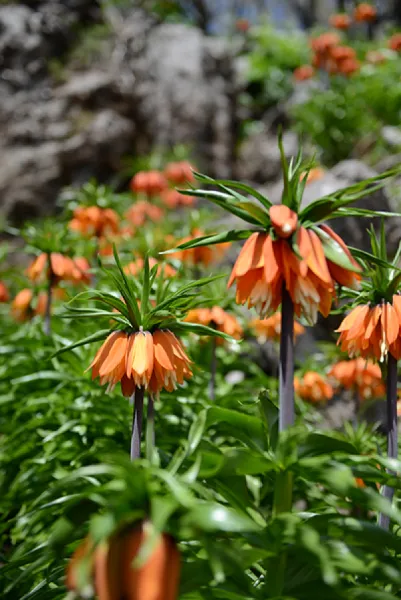 Sason’a Dönüş - Fritillaria imperialis
