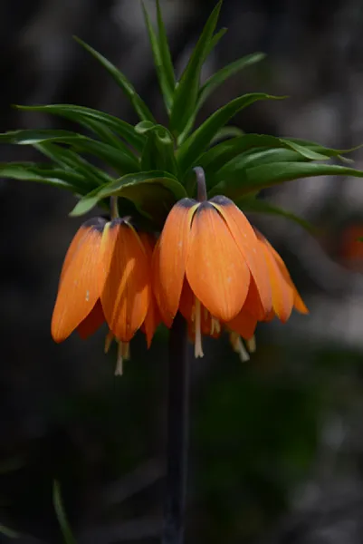 Sason’a Dönüş - Fritillaria imperialis