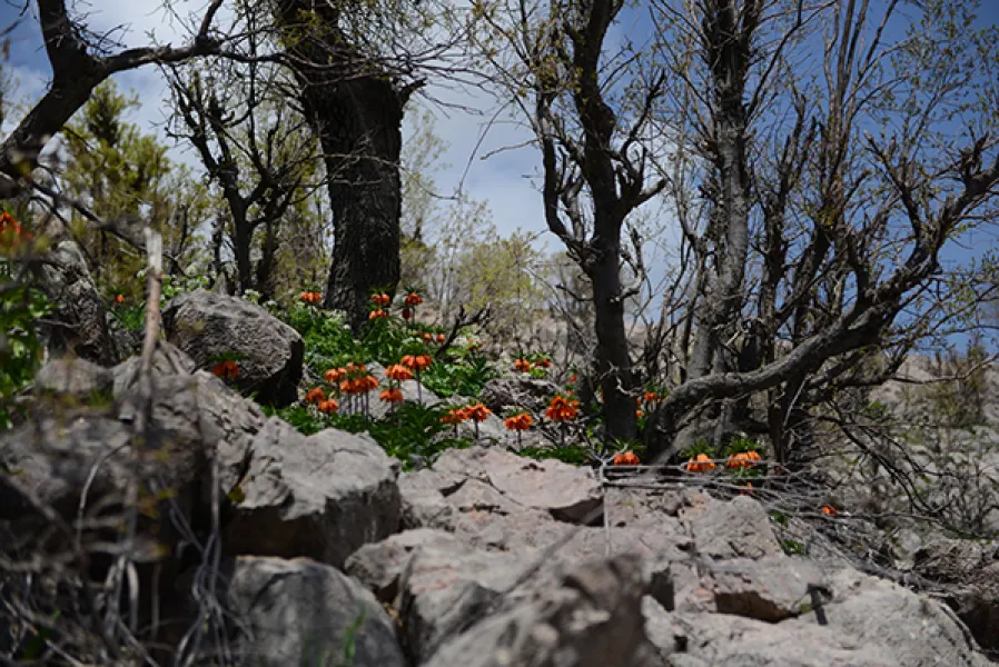 Sason’a Dönüş - Fritillaria imperialis