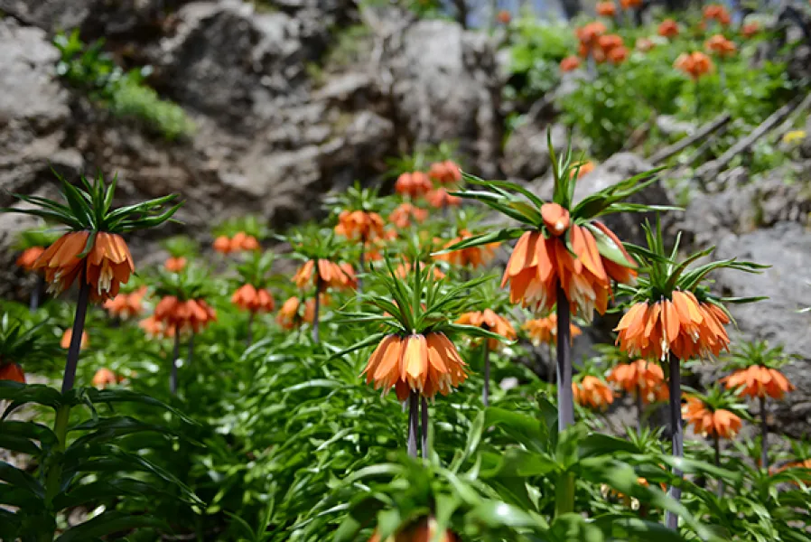 Sason’a Dönüş - Fritillaria imperialis