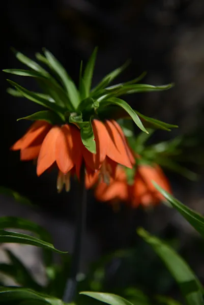 Sason’a Dönüş - Fritillaria imperialis