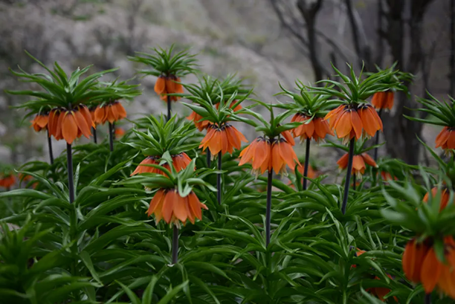 Sason’a Dönüş - Fritillaria imperialis
