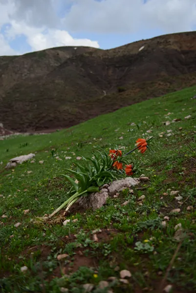 Sason’a Dönüş - Fritillaria imperialis