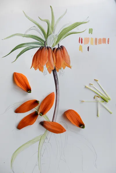 Sason’a Dönüş - Fritillaria imperialis
