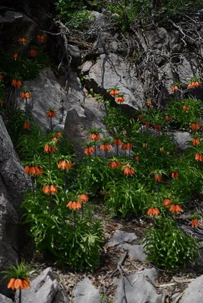 Sason’a Dönüş - Fritillaria imperialis