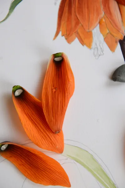 Sason’a Dönüş - Fritillaria imperialis