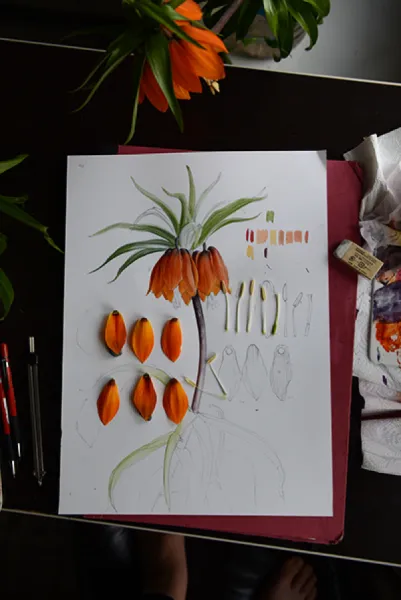 Sason’a Dönüş - Fritillaria imperialis